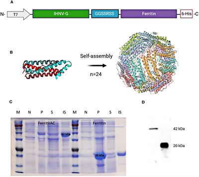 Self-assembling ferritin nanoplatform for the development of infectious hematopoietic necrosis virus vaccine